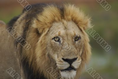 Lion male portrait in Kruger Park in South Africa