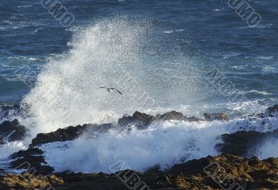 Seagull near a big wave in South africa
