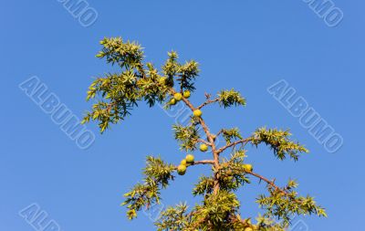 Branch of a juniper