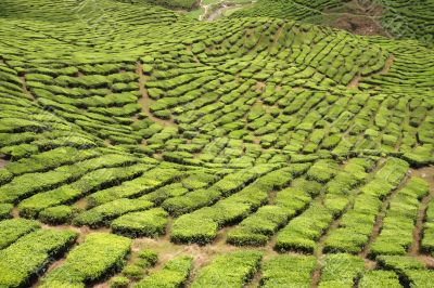 Tea plantation