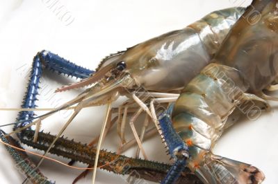 Whole raw prawns