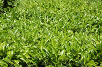Tea plantation