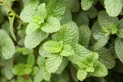 Mint leaves plant