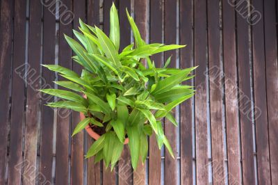 Houseplant zen