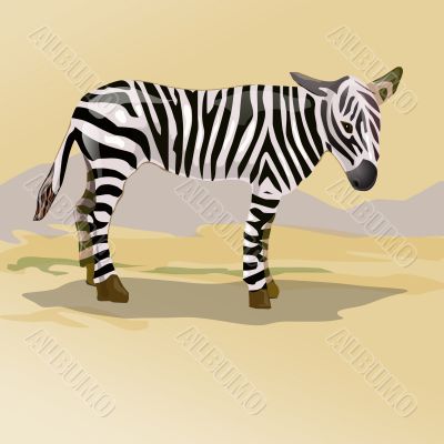 zebra in savanna