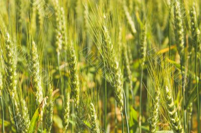 Wheat Field Wheat Field