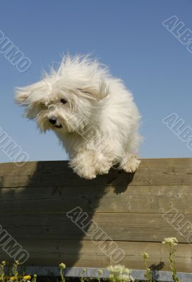 jumping little white dog
