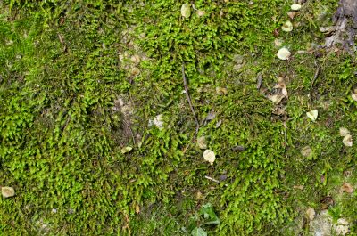 wet green moss background
