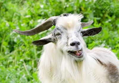 male goat grazing