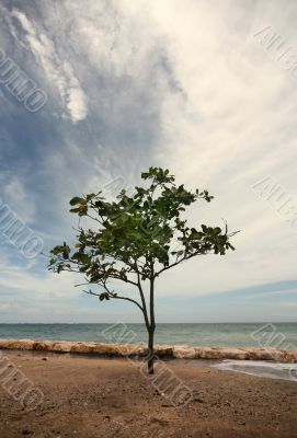 Lonely tree
