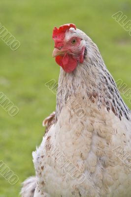 Shot of a rooster