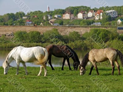 grazing mares grazing mares