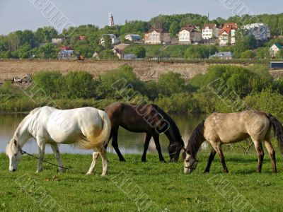 grazing mares