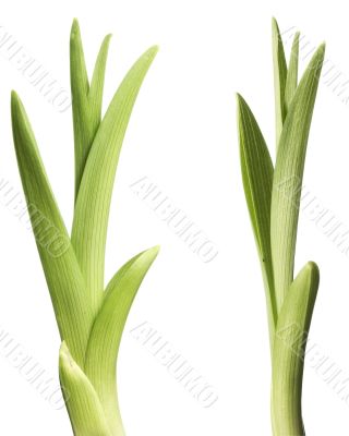 Plant isolated on white