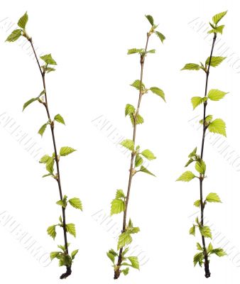 Plant isolated on white