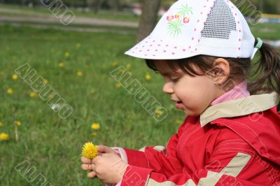 little girl in red coat tear flower dandelion