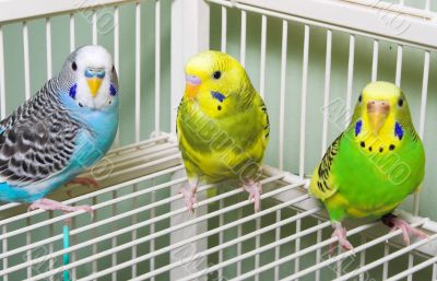 Parakeets Parakeets