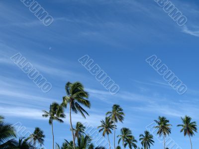 palm trees in front of a blue cloudy sky