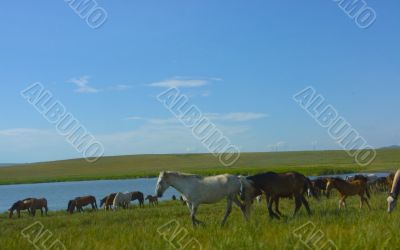 Herd of horses on a watering place