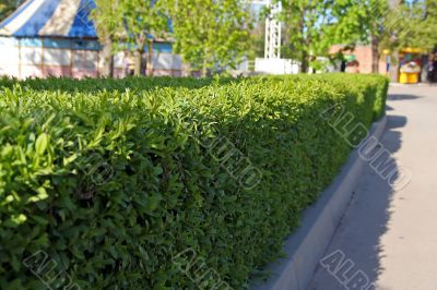 Neatly trimmed hedge