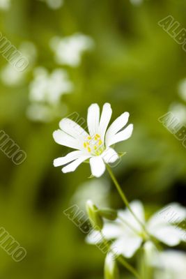 white beautiful flower on the green background and copy space fo