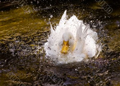 White duck in a splash White duck in a splash