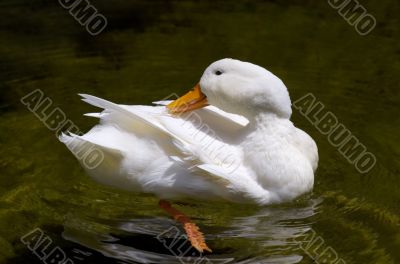 White duckling