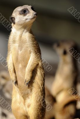 Slender-tailed suricate