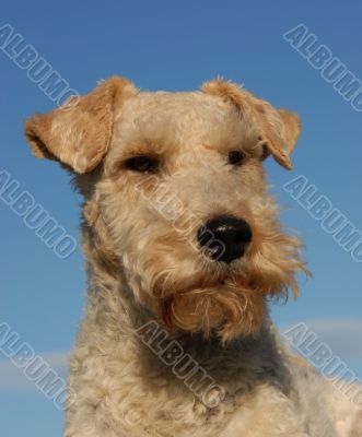 fox terrier
