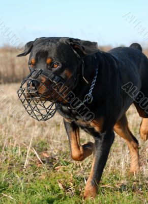 rottweiler and muzzle