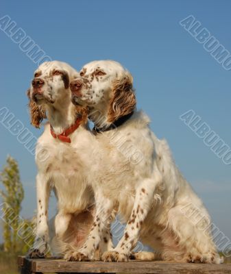 two english setters