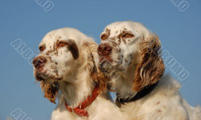 english setters