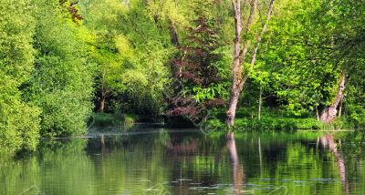 green trees and lake