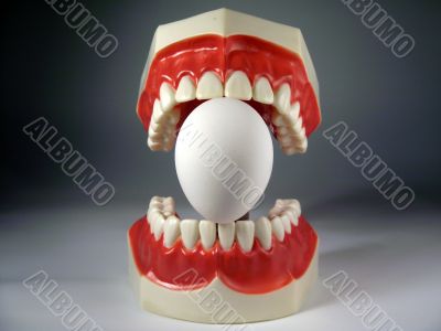 teeth model teeth model