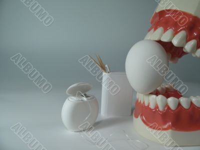 teeth model