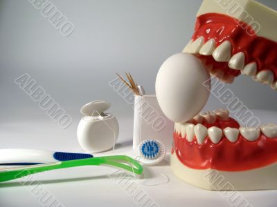 teeth model