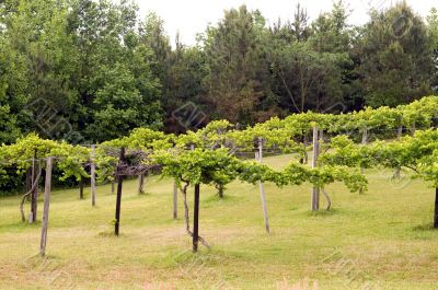 Vineyard Vineyard