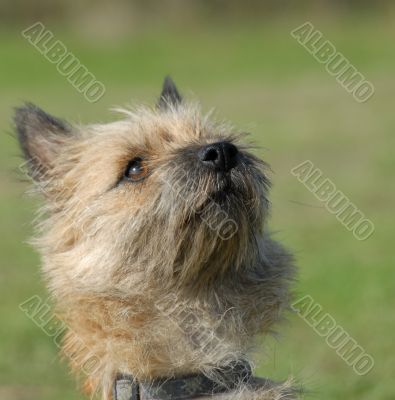 purebred  cairn terrier