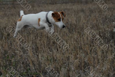 jack russel terrier in a field