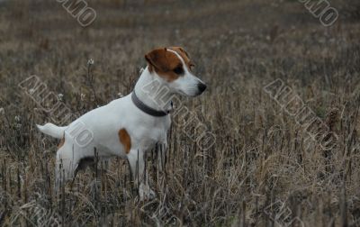 jack russel terrier