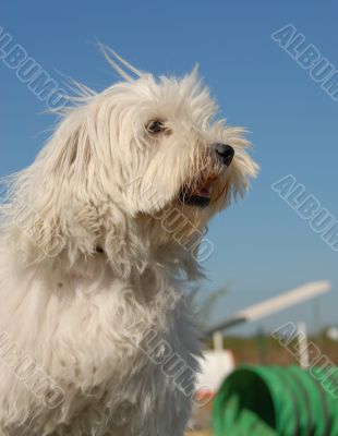 little dog in agility