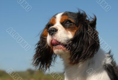 cavalier king charles