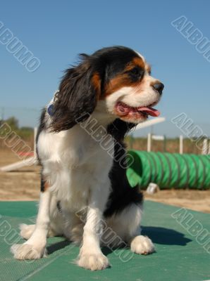 cavalier king charles