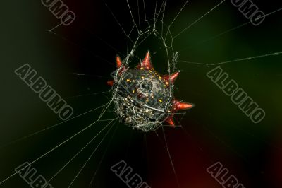 Spider In Web