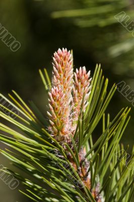 Blossoming pine