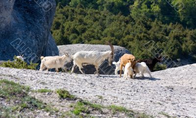 Herd of goats