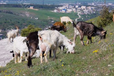 Herd of goats