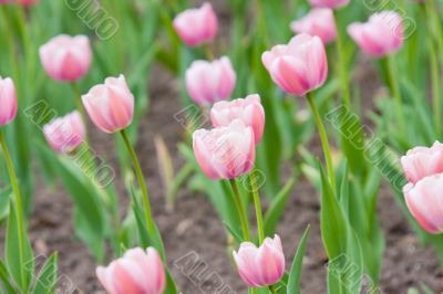 Pink tulips