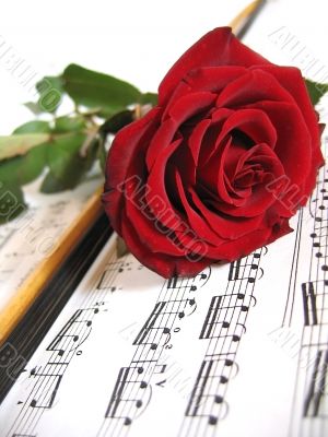 Red rose and music