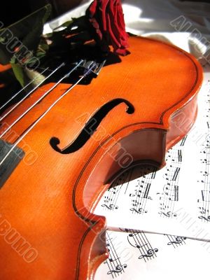 Violin